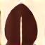 Coffee Bean Icon